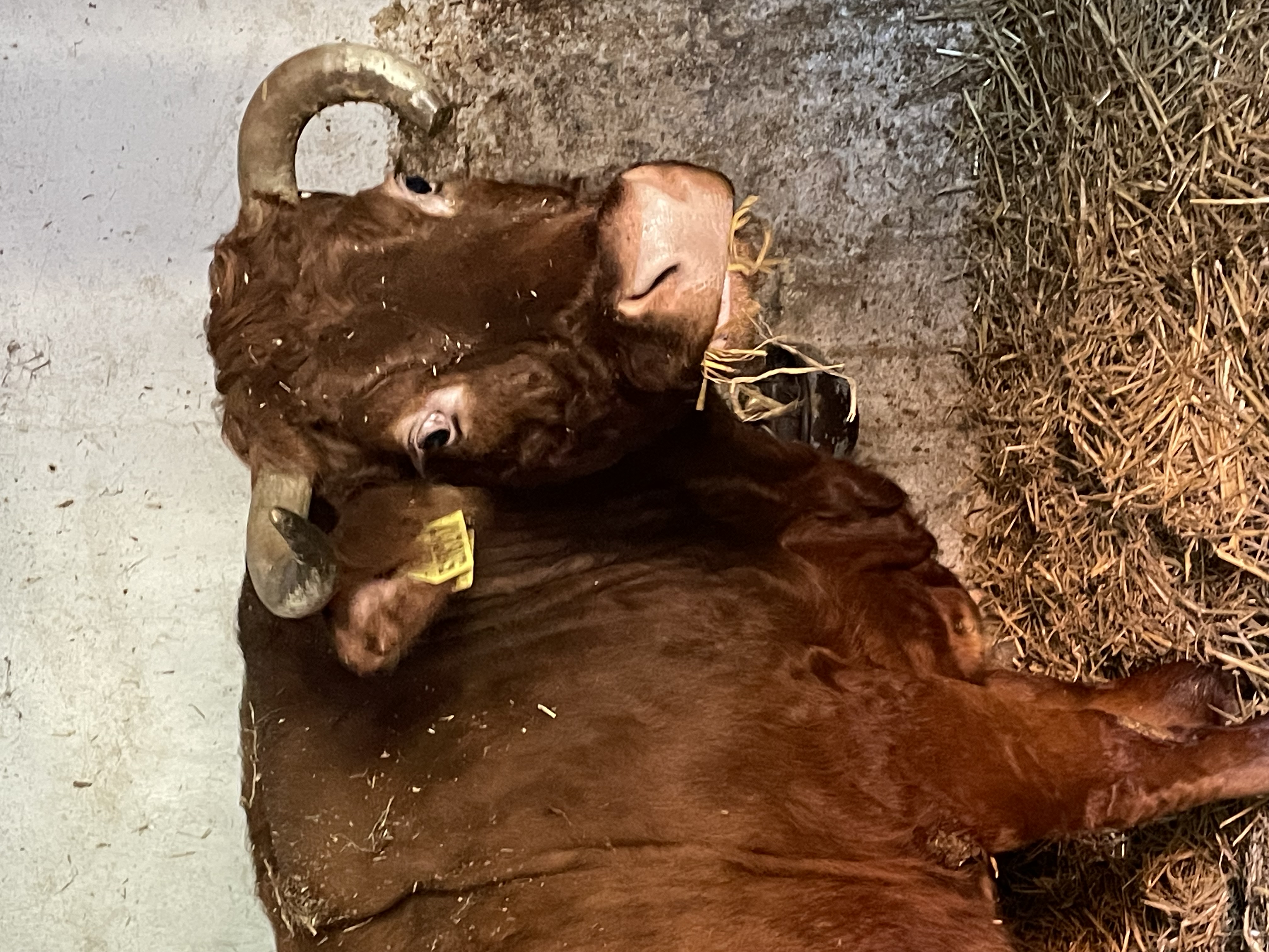 Dorora